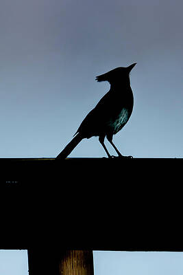 Dawn on the Fence by AJ Reinhart Dawn on the Fence by AJ Reinhart