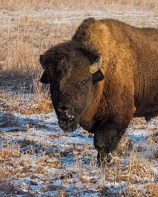 DDP DJD Frosty Morning Bison Bull at Maxwell 5911 by David Drew DDP DJD Frosty Morning Bison Bull at Maxwell 5911 by David Drew