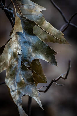 Leaf Lustre by Linda Bonaccorsi Leaf Lustre by Linda Bonaccorsi