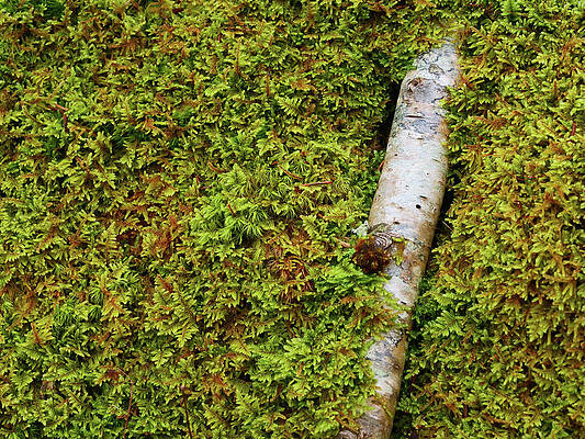 Dead tree branch reclaimed by moss. by Rob Huntley Dead tree branch reclaimed by moss. by Rob Huntley