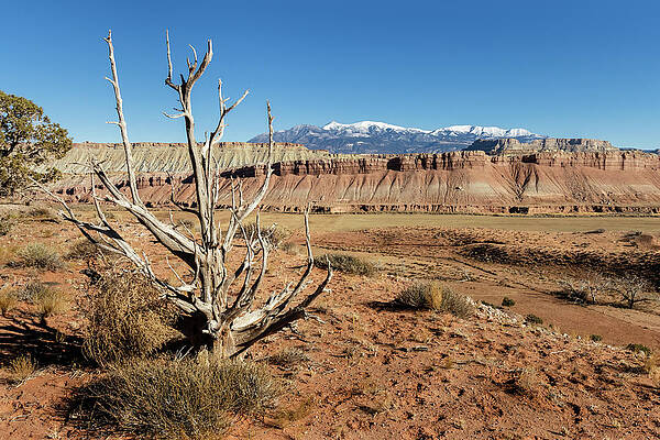 Utah Wall Art featuring the photograph Dead Tree In The High Desert by Craig A Walker
