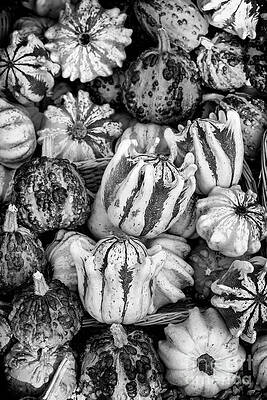 Wall Art - Photograph - Decorative Squash in Autumn MonochromeDOF on an autumn display close up by Tim Gainey