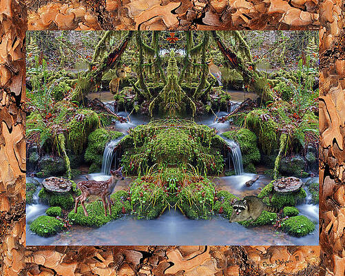 Deep Forest Pool of Life in a Ponderosa Pine Bark Frame by Ben Upham III Deep Forest Pool of Life in a Ponderosa Pine Bark Frame by Ben Upham III