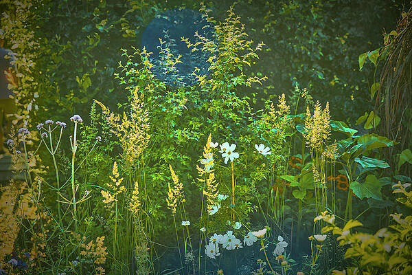 Deep in forest #j9 by Leif Sohlman Deep in forest #j9 by Leif Sohlman