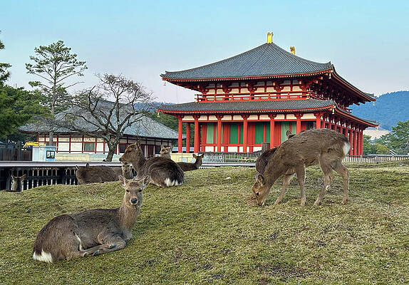 Wall Art - Photograph - Deer and Ancient Architecture - Heijo Palace Nara Japan by Matthias Hauser