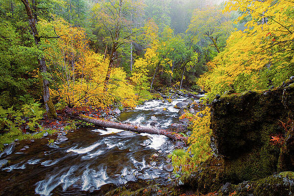 Wall Art - Photograph - Deer Creek Autumn Splendor by Mike Lee