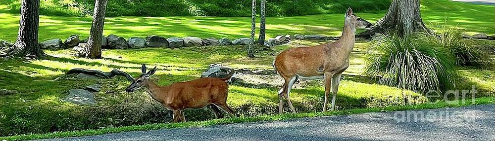 Deer Crossing by Cornelia DeDona Deer Crossing by Cornelia DeDona