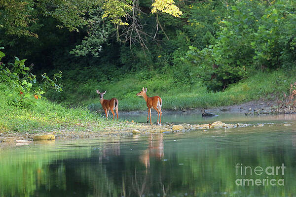 Wall Art - Photograph - Deer in Maumee River at Side Cut Park 2781 by Jack Schultz