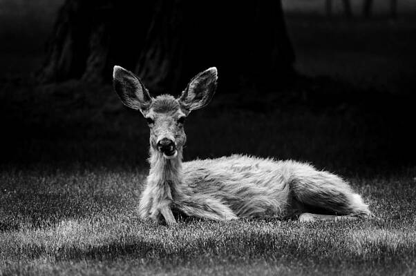 Deer in the sun by Josiah Brown Deer in the sun by Josiah Brown