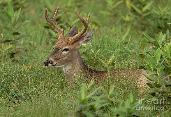 Deer resting in the tall grass by Sam Rino Deer resting in the tall grass by Sam Rino