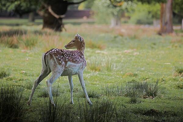 Deer Sideways At Dunham Massey by Watto Photos Deer Sideways At Dunham Massey by Watto Photos