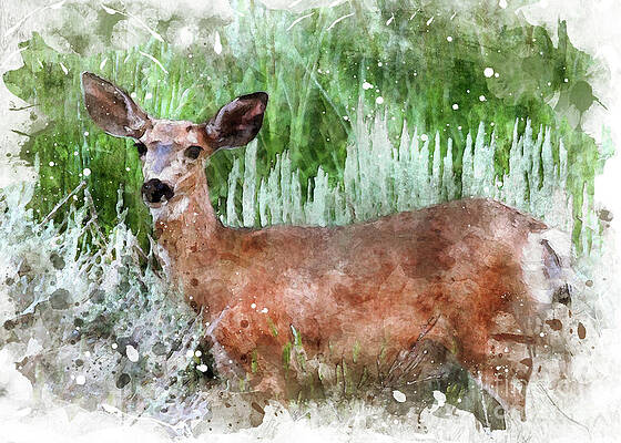Wall Art - Photograph - Deer6 by Mark Jackson