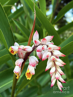 Wall Art featuring the photograph Delicate Blooms Amid Lush Greenery by Leslie Brashear