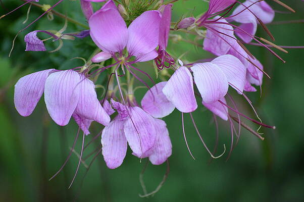Delicate Lavender Blooms by Marla McPherson Delicate Lavender Blooms by Marla McPherson