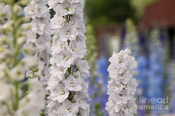 Wall Art - Photograph - Delphinium Candle White Shades Flowers by Tim Gainey