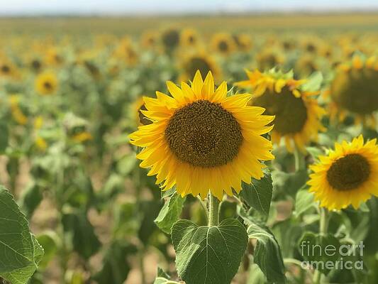 Denver Sunflower by Erica Sloan Denver Sunflower by Erica Sloan