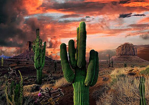 Desert Beauty by Norman Brule Desert Beauty by Norman Brule