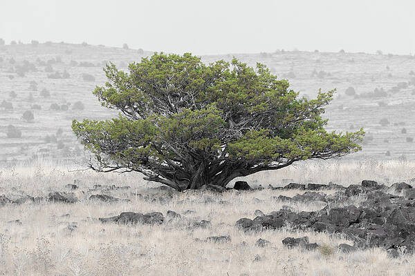 Desert Juniper by Randy Robbins Desert Juniper by Randy Robbins