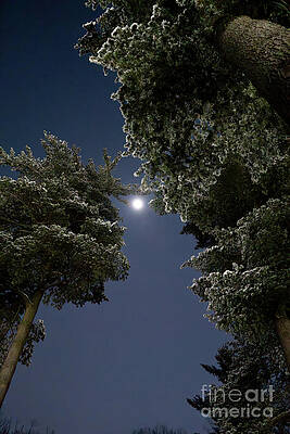 Detroit Moonlight by J Lester Feder