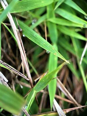 Dew Drops by Darsh N Patel