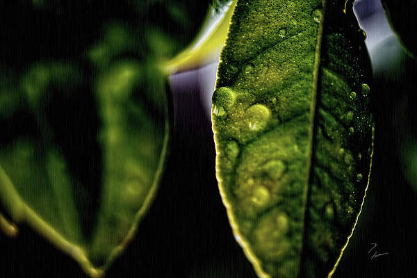 Dew Drop leaf by Donna Jean Dew Drop leaf by Donna Jean