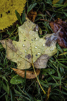 Dew Drops by Kim Sowa Dew Drops by Kim Sowa