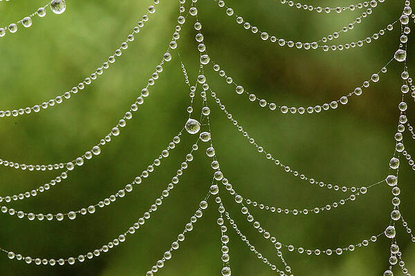 Wall Art - Photograph - Dew Drops On Spider Web Macro by Mikhail Kokhanchikov