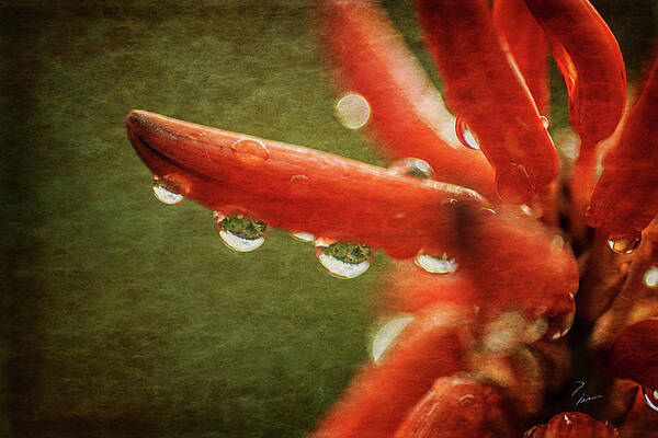 Dew Drop Succulent by Donna Jean Dew Drop Succulent by Donna Jean