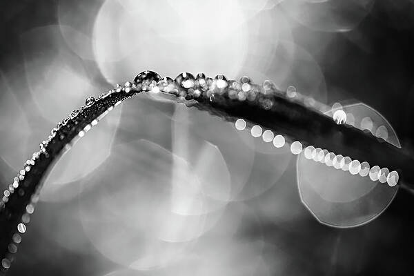 White Wall Art featuring the photograph Dew On Leaf In Black And White by Ursula Abresch