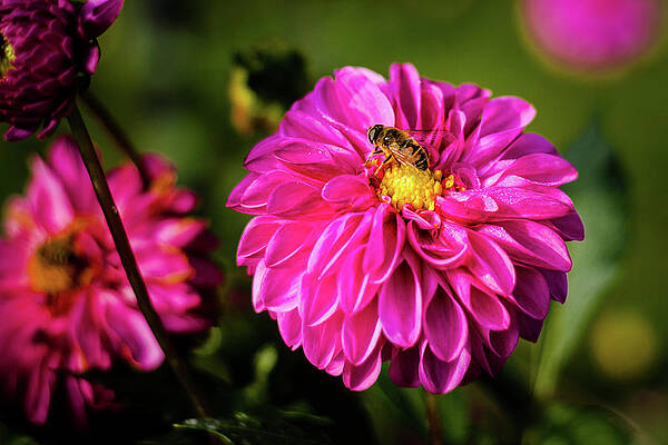 Flower Photograph - Dhalia With Bee-like Flower Fly by Craig A Walker