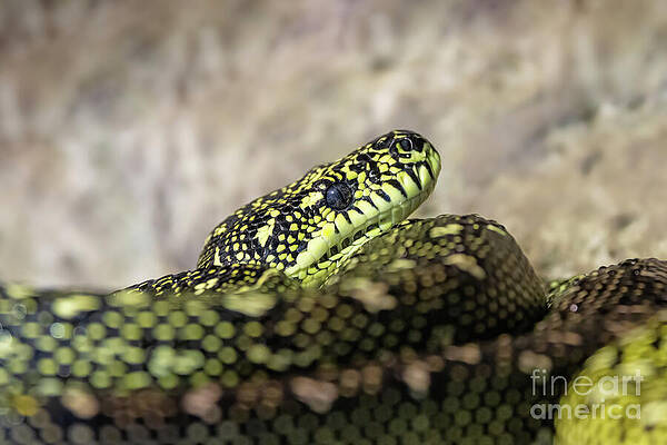 Wall Art - Photograph - Diamond python, morelia spilota spilota, otherwise known as the carpet python, is a constrictor snake found in southern Australia. by Jane Rix
