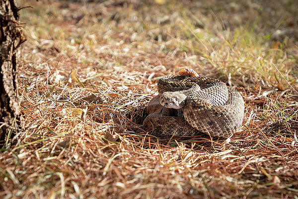Wall Art - Photograph - Diamondback Rattler by Steve Templeton