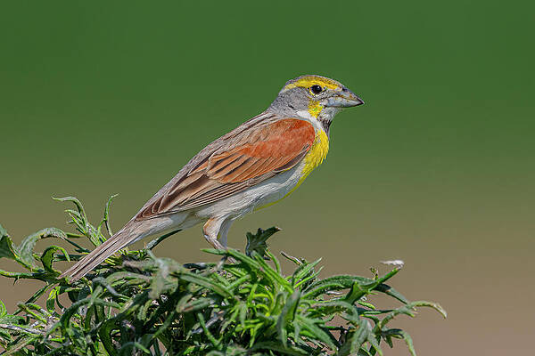 Dickcissel Perched by Morris Finkelstein Dickcissel Perched by Morris Finkelstein