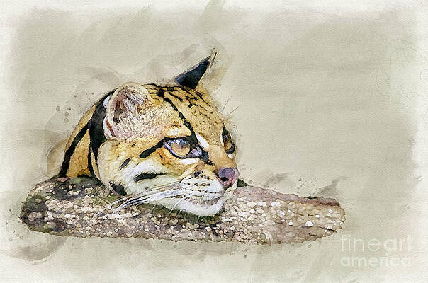 Digital watercolor print of an Ocelot by Urs Hauenstein Digital watercolor print of an Ocelot by Urs Hauenstein