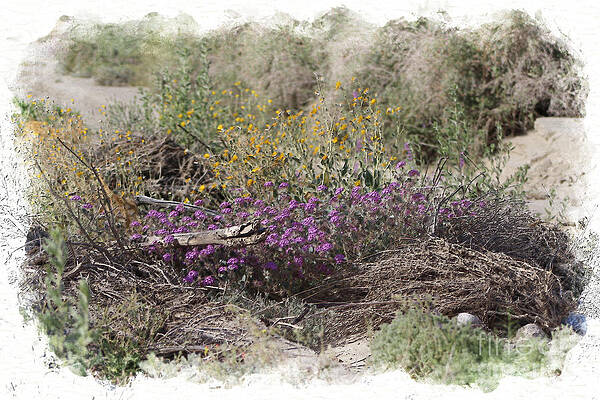 Digital Watercolor Spring Wildflowers at the Coachella Valley Preserve by Colleen Cornelius Digital Watercolor Spring Wildflowers at the Coachella Valley Preserve by Colleen Cornelius