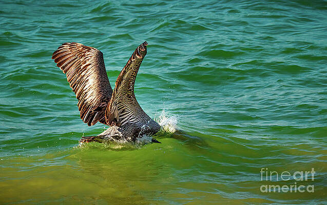 Diving For Lunch by Joseph Miko Diving For Lunch by Joseph Miko