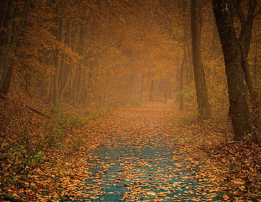 DL Trail River Drive Trailhead Foggy Fall Foliage by Jason Fink DL Trail River Drive Trailhead Foggy Fall Foliage by Jason Fink