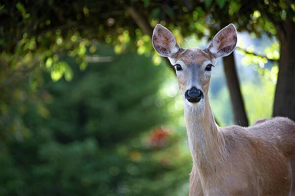 Doe A Deer by Pamela Dunn-Parrish Doe A Deer by Pamela Dunn-Parrish