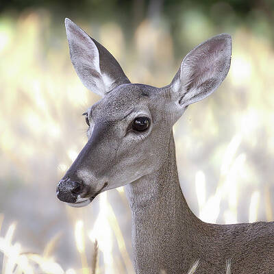 Doe Eyes by Cheri Freeman Doe Eyes by Cheri Freeman