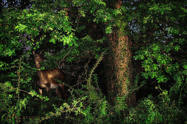 Wall Art - Photograph - Doe in the bushes by Dejan Travica