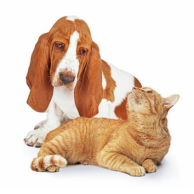 Dog and Cat Together Looking at Each Other Affectionately by Good Focused Dog and Cat Together Looking at Each Other Affectionately by Good Focused