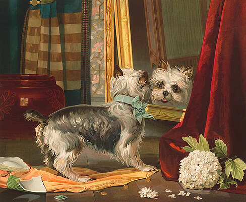 Dog Looking Into Mirror - Vintage Lithograph - 1888 by War Is Hell Store Dog Looking Into Mirror - Vintage Lithograph - 1888 by War Is Hell Store