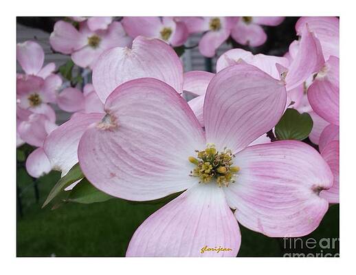 Dogwood Cross by GJ Glorijean Dogwood Cross by GJ Glorijean
