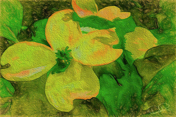 Dogwood Flower by Dee Browning Dogwood Flower by Dee Browning