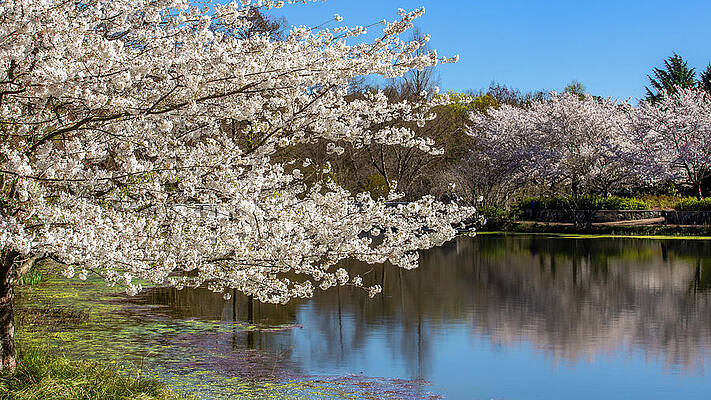 Reflection Photograph - Dogwood Over Pond by David Fountain