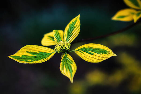 Dogwood Tree at Brookside Gardens by Stuart Litoff Dogwood Tree at Brookside Gardens by Stuart Litoff