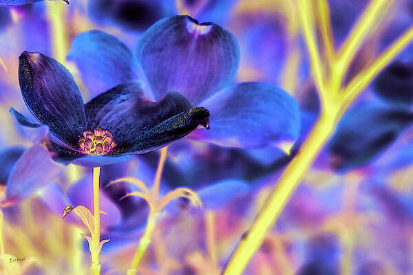 Vibrant Photograph - Dogwoods After A Spring Rain by Bruce Block