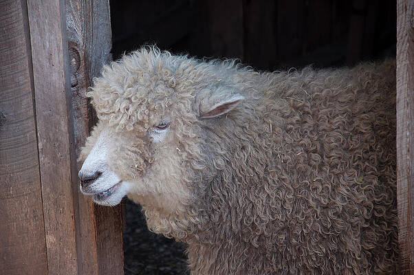 domesticated sheep 2 by Christopher Flees domesticated sheep 2 by Christopher Flees