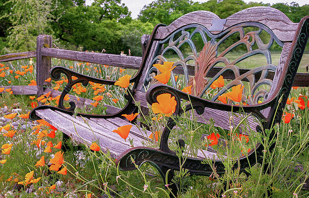 Don't Sit on the Poppies by Sally Bauer Don't Sit on the Poppies by Sally Bauer