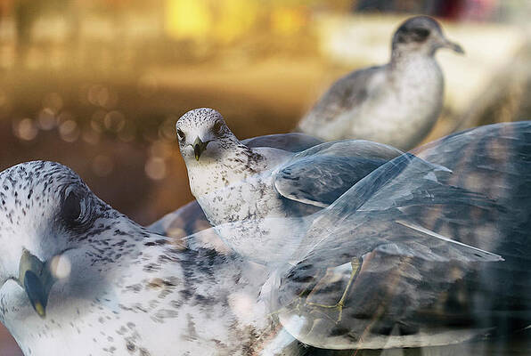 Double Exposed by Cate Franklyn Double Exposed by Cate Franklyn